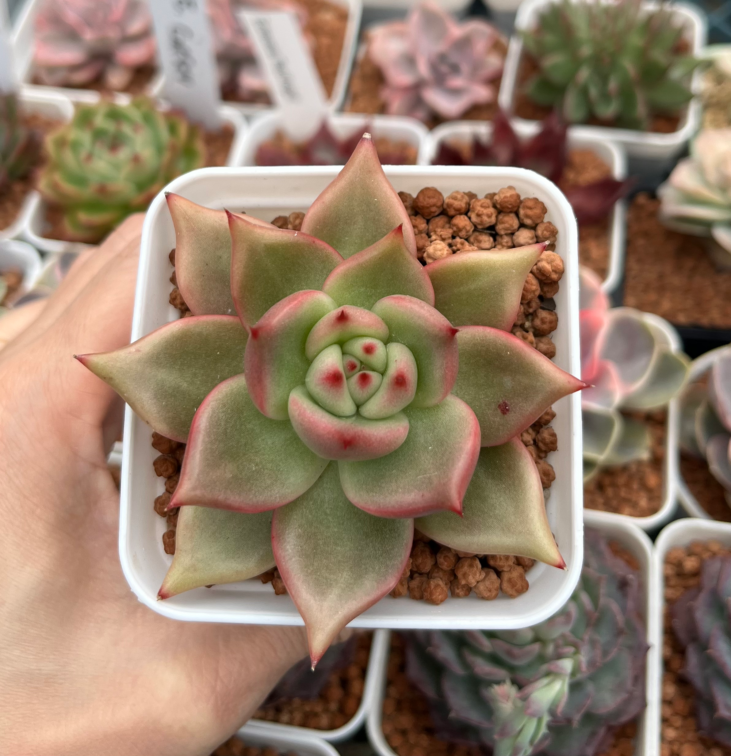Echeveria lovely Q