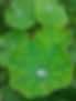 Feuilles avec goutte d'eau.jpg