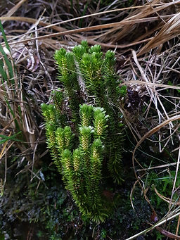 Huperzia selago fir clubmoss Cwm Saerbren Neath Port Talbot NPT Nature