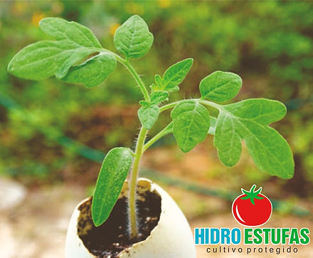 muda tomate2_edited.jpg