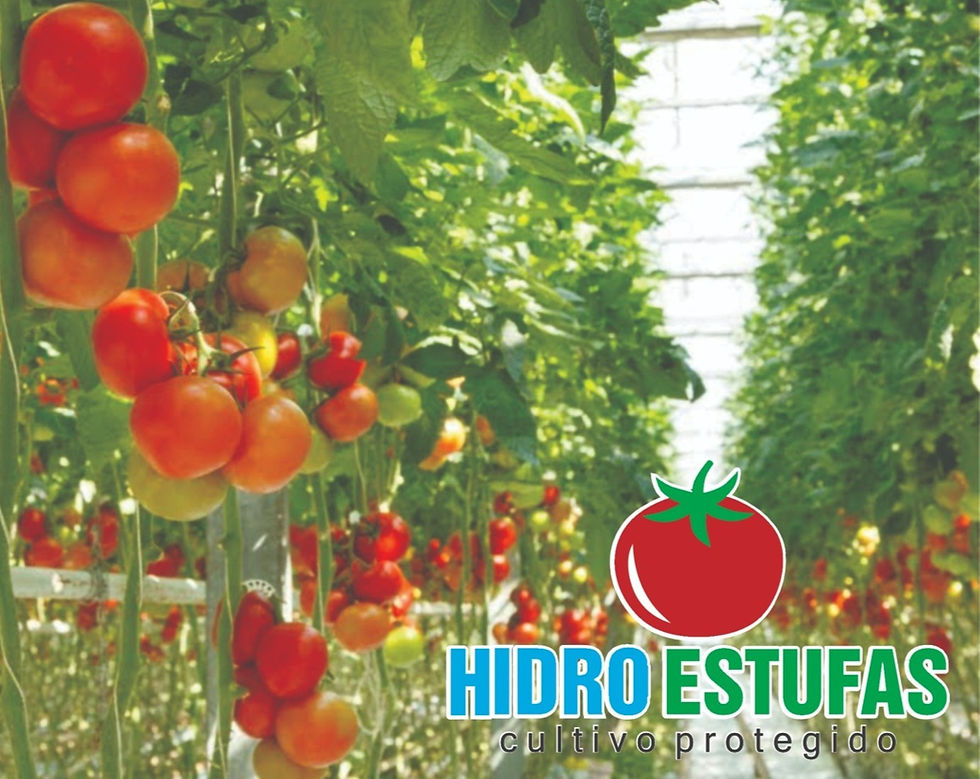 Cultivo de tomates em estufa
