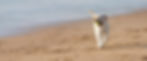 Joyful Dog Running on the Beach_edited.jpg