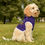 Thumbnail: Pet Hoodie