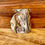 Miniature : ABALONE