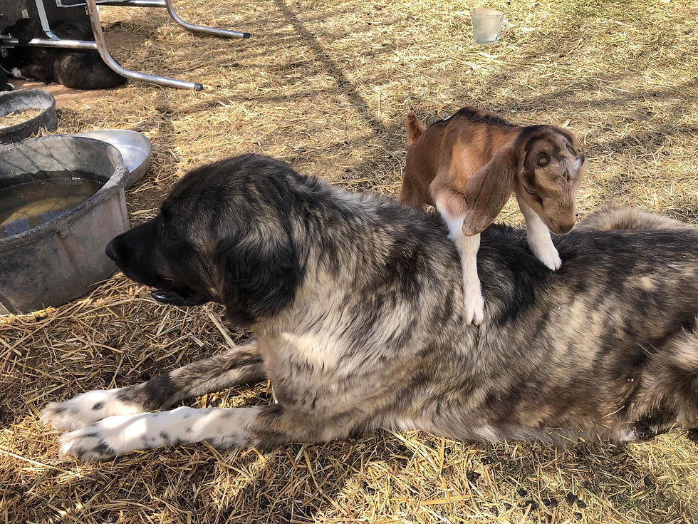 472995625_1055587119703304_2003428002978562367_n