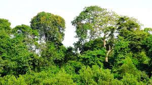 foret.jpg
