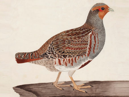1836: Partridges saved by misfire