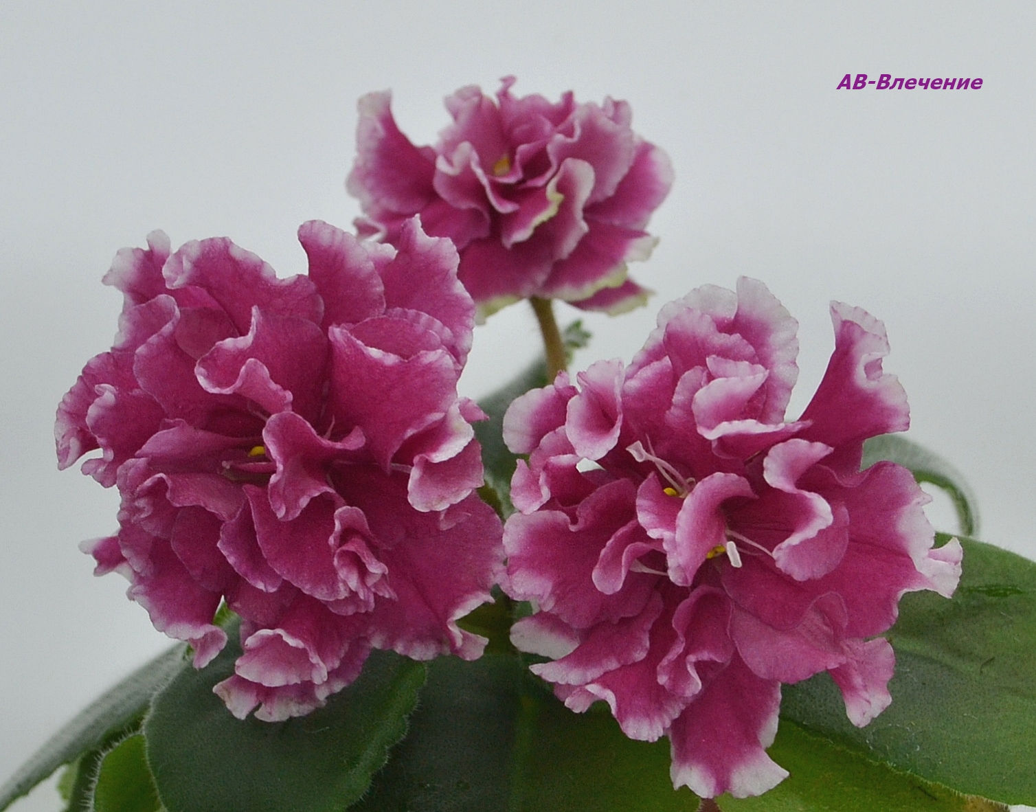 АВ-Влечение