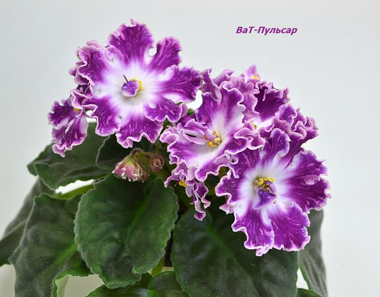 Миниатюра: ВаТ-Пульсар