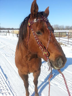 Bridle RBH0001 P.jpg