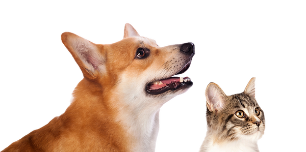 犬 猫