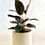 Thumbnail: Calathea Ornata 4” pot 