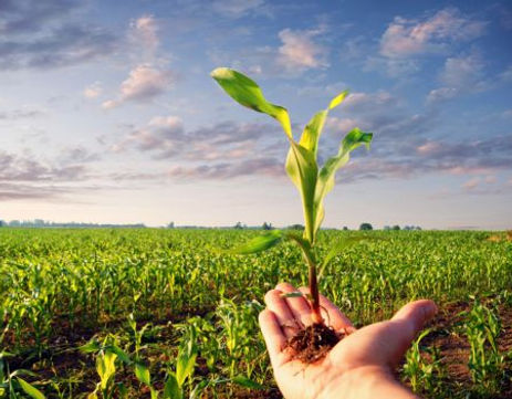 corso per il rinnovo del patentno fitosanitario