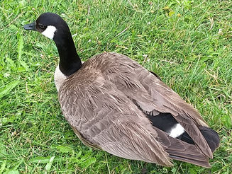 Canada Goose Family on an adventure! 