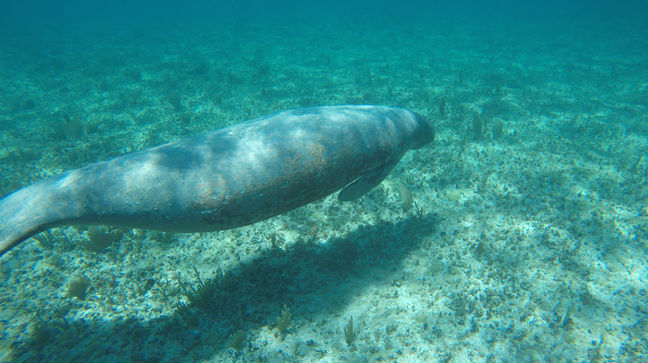 Manatee