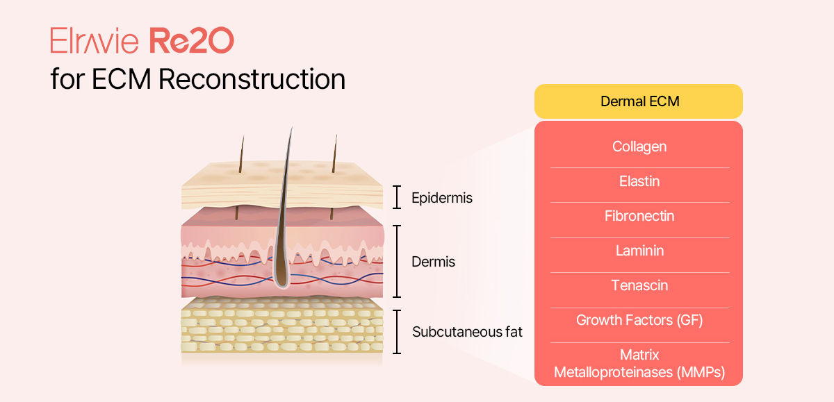 Elravie Re20 is a next-generation Extracellular Matrix (ECM) booster_edited.jpg