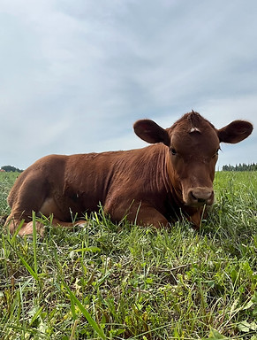 a calf_edited.jpg