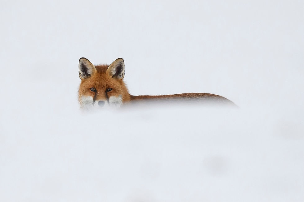 regard - Yvan Laussel