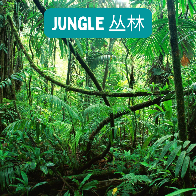 Jungle.png
