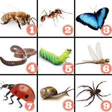 Insects.png