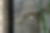 The Lotus Club Glass Mockup.jpg