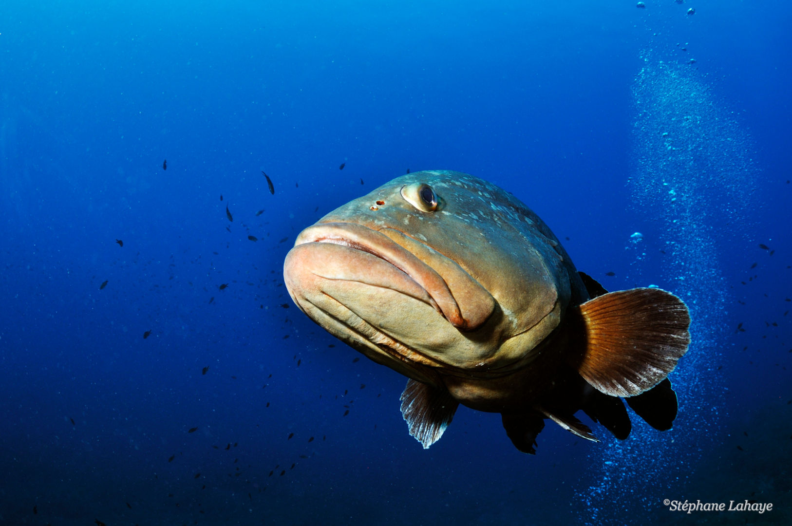 _DSC7735 (Filigranée).JPG