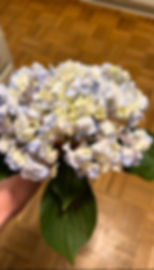 This hydrangea wilted on me about two days after cutting it. Sometimes that just happens and I'm not sure why.