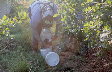 Person harvesting blueberries into buckets.