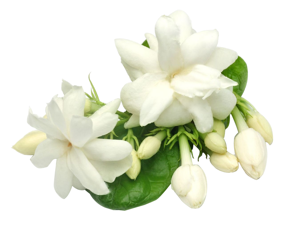 jasmine.png