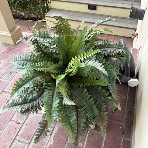 faux fern