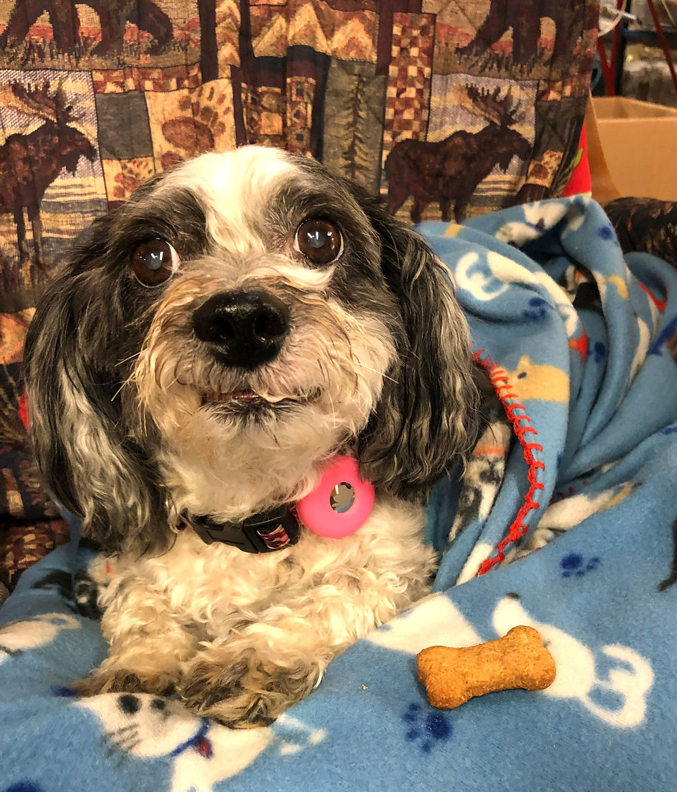 Thumbnail: Maple Dog Treats