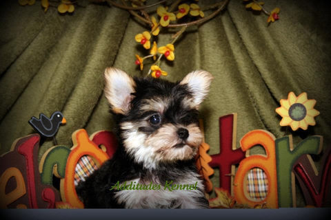 fav morkie for webpage.jpg