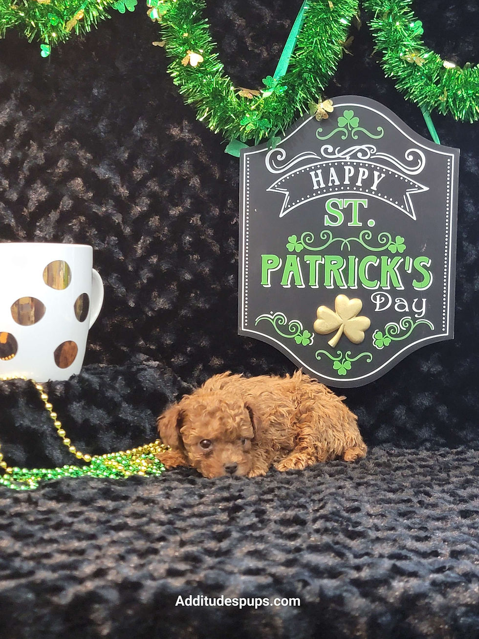 Thumbnail: SOLD CONGRATULATIONS  NATASHA Kalua's Poodle Male 440845 Mahogany Red 