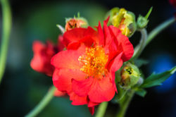 Orange Flower