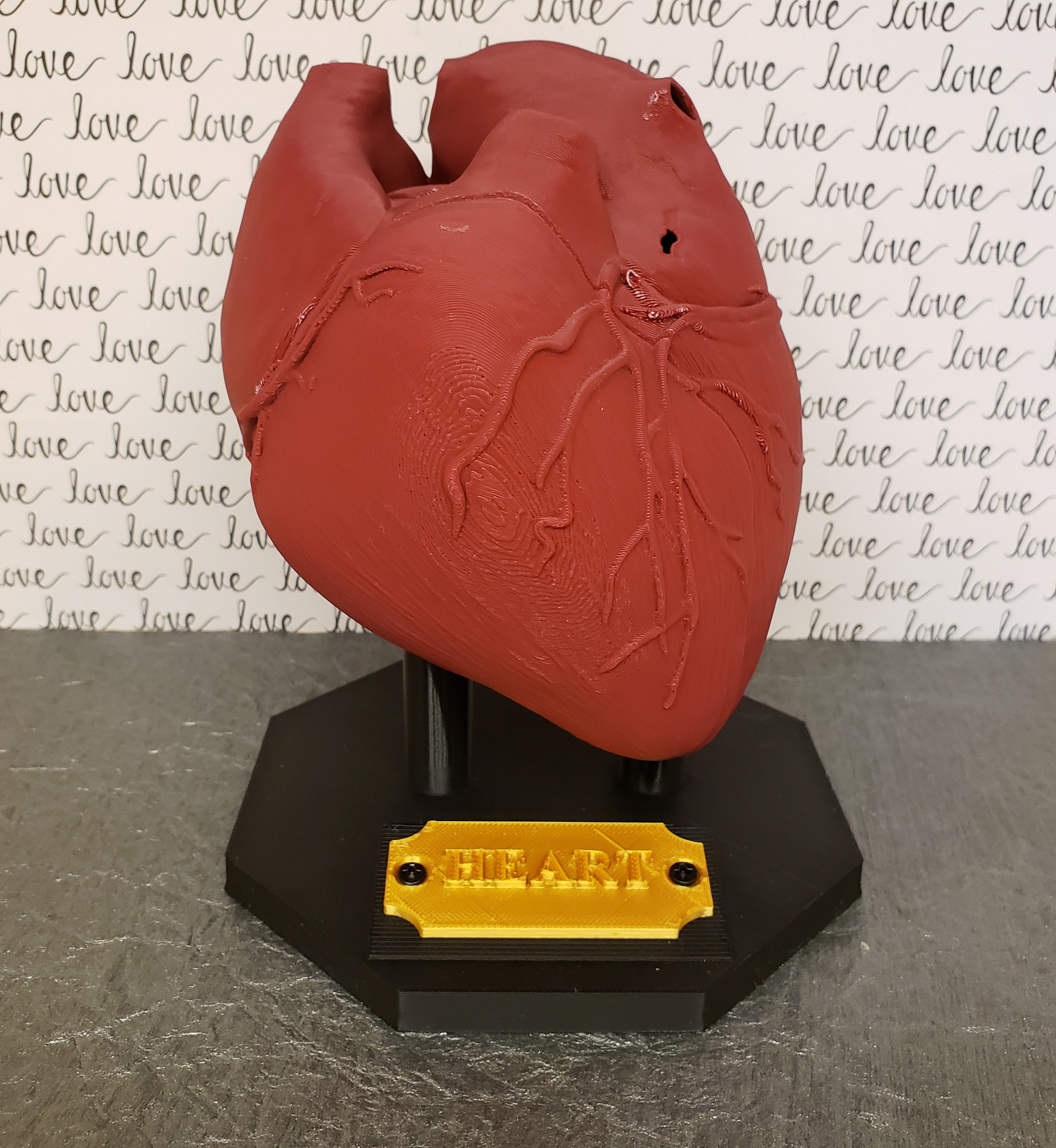 3D printed Anatomical Heart Model