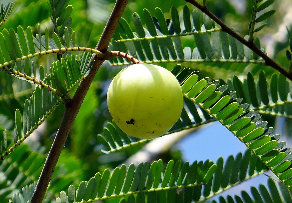 Organic Amla Berry