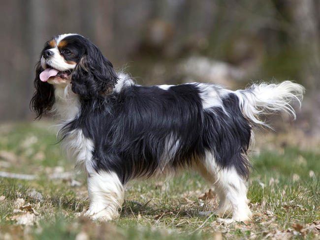 cavalier cavalier king charles