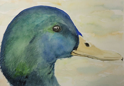 Duck