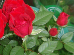 The Language of Roses