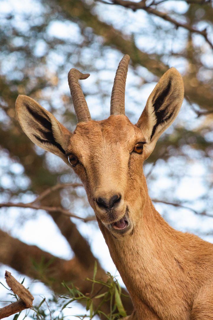A close-up of an ibex with a light brown coat, its mouth slightly open and ears perked, creating a whimsical portrait against a backdrop of dappled tree branches.