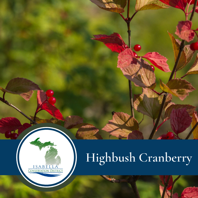 Cranberry, Highbush