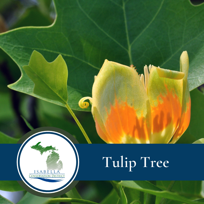 Tulip Tree