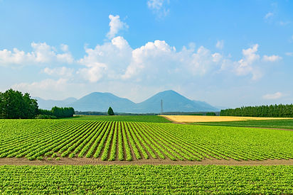 北海道の豆畑