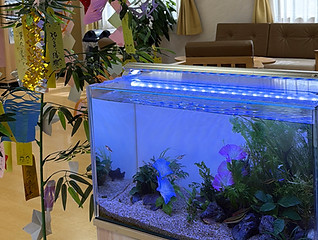 匠水景・淡水アサガオ