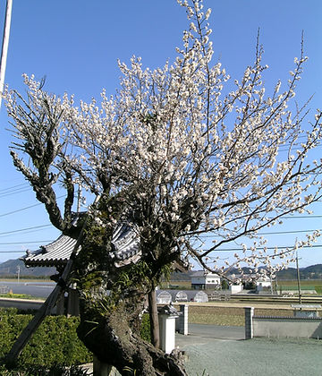 城願寺の老梅