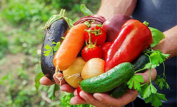 収穫した様々な野菜