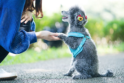 DOG CROSSINGのお手をするチワワ