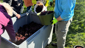 Eine Weinlese mit einem weinenden Auge