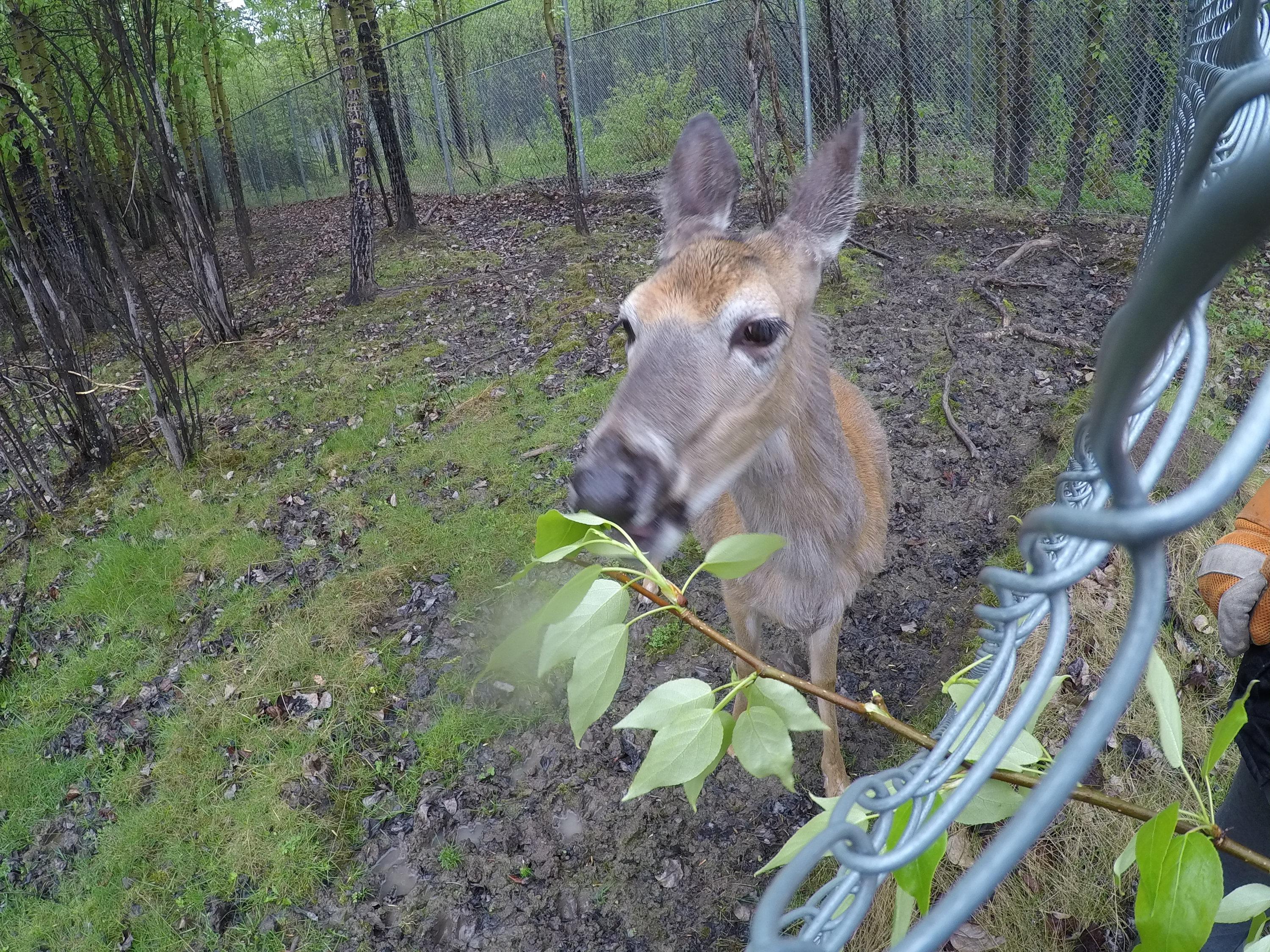 Deer 2