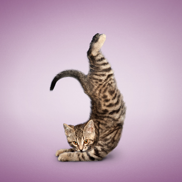YOGA CATS | MEET THE CATS
